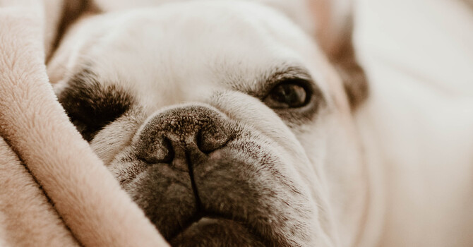 When Guilt Follows the Goodbye (Euthanizing a pet)